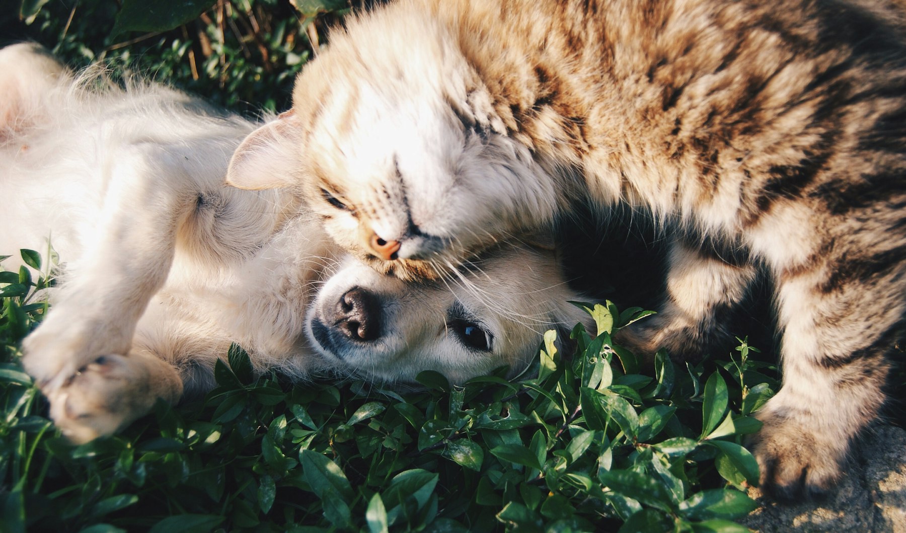 A dog and a cat snuggled together in warm sunlight