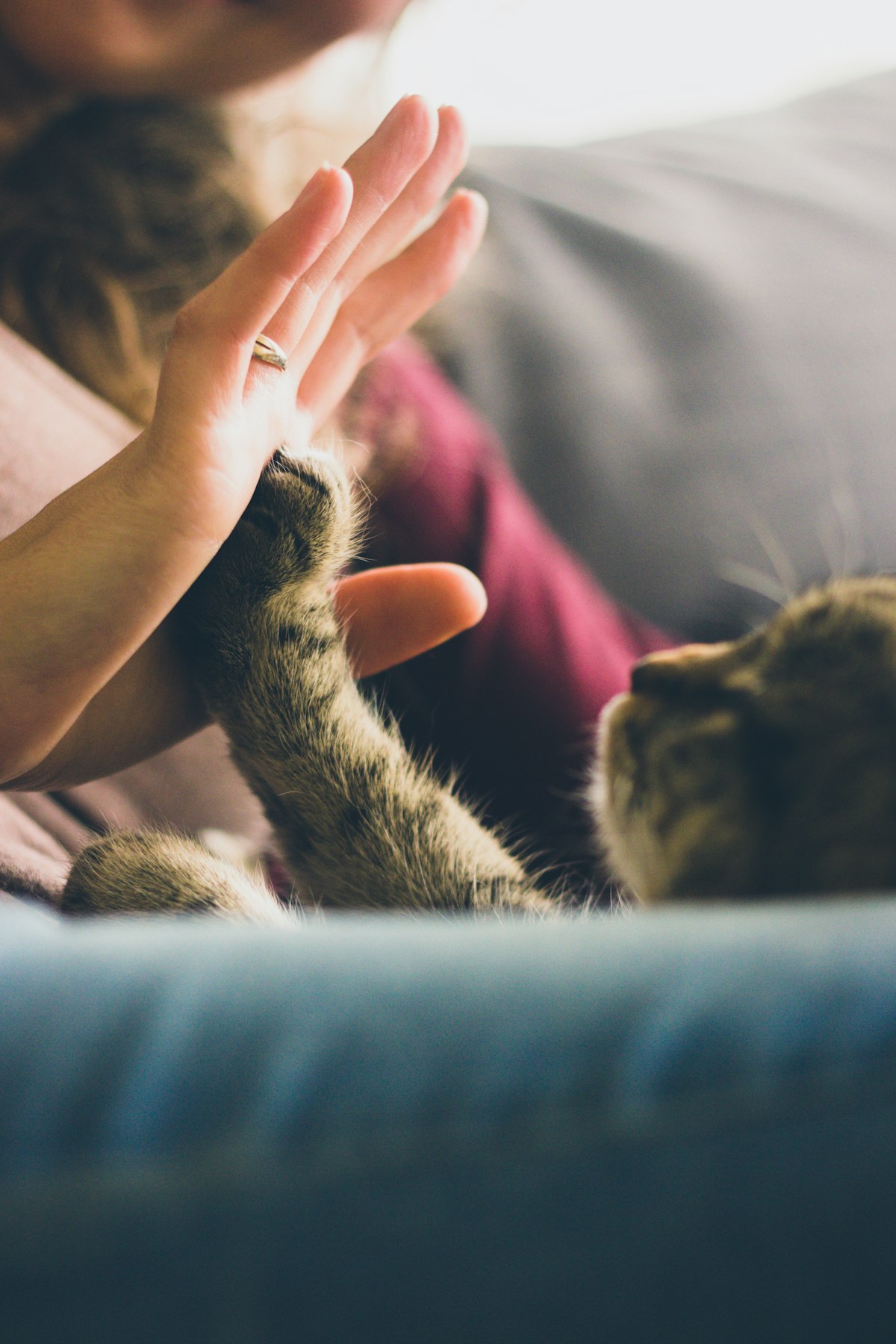 A cat pressing its paw into its owner's open hand at home
