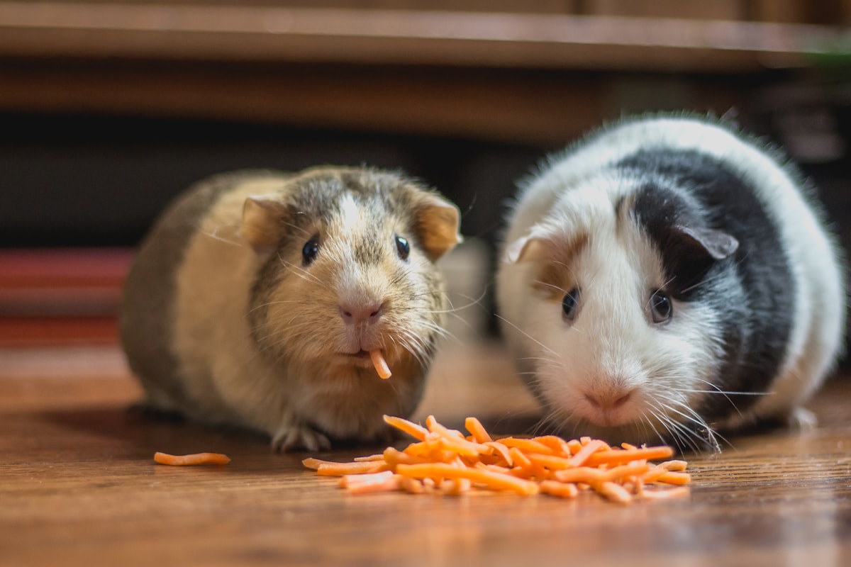 Drop-in clients come in all sizes. Carrot service rendered.