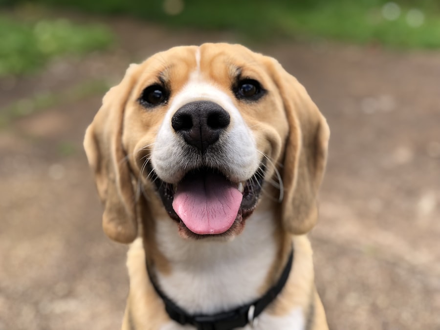 Mid-walk grin from the happiest boy on the block.