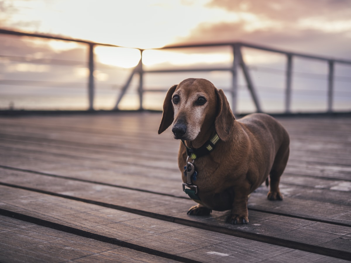 Golden-hour stroll before bedtime. Short legs, long shadows.